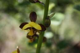 Plancia ëd Eulophia streptopetala Lindl.