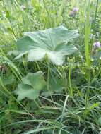 Image of Alchemilla lindbergiana Juz.