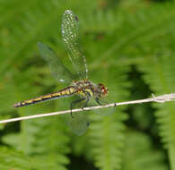 Image of black darter