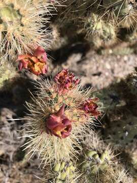 Image of Wolf's opuntia