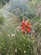 Image of Lilium pomponium L.