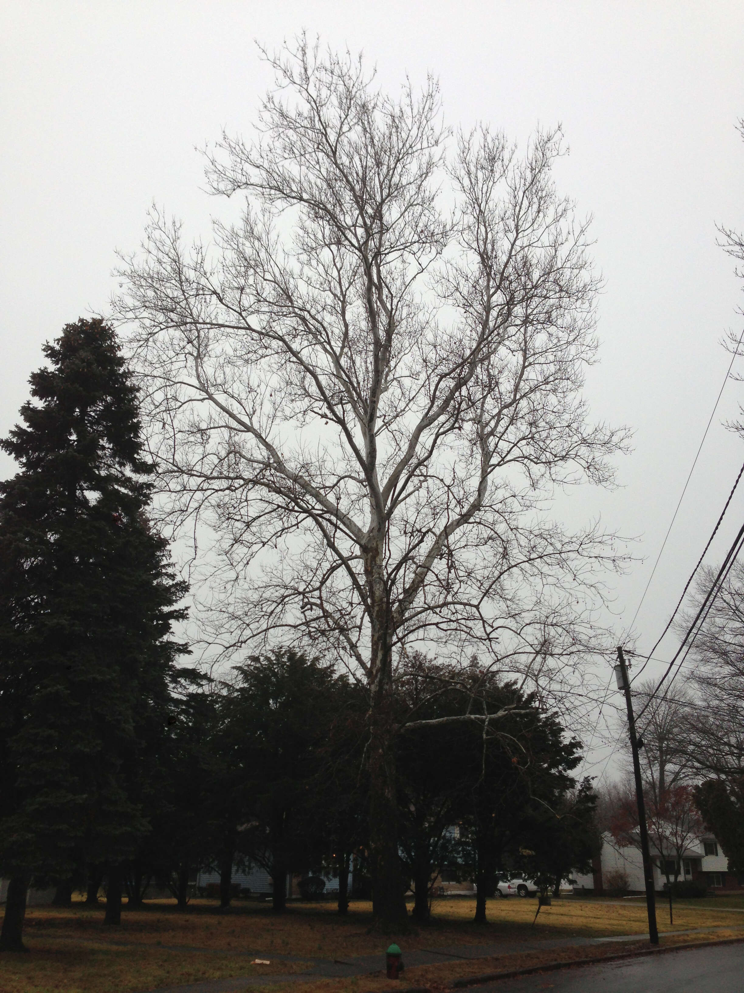 Image of American sycamore