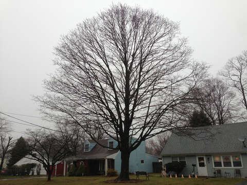 Image of sugar maple