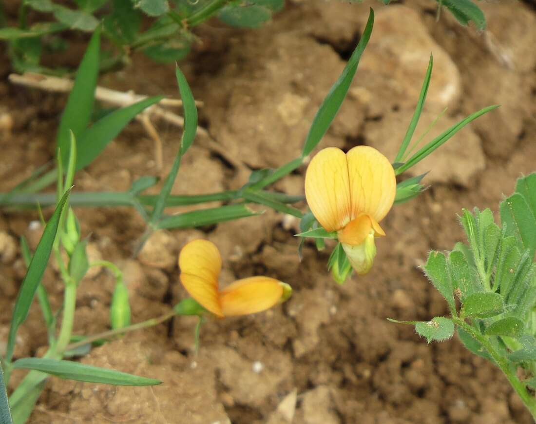 Image of Lathyrus gorgoni Parl.