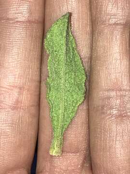 Image of Cistus creticus subsp. eriocephalus (Viv.) Greuter & Burdet