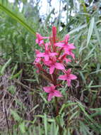 Image of Disa eminii Kraenzl.