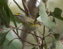 Image of Pardalotus striatus ornatus Temminck 1826