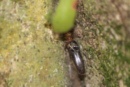 Image of Theridion zantholabio Urquhart 1886