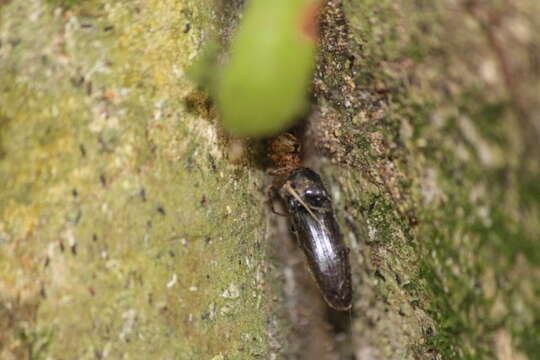 Image of Theridion zantholabio Urquhart 1886