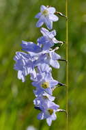 Image of Ixia rapunculoides Redouté