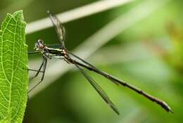 Image of Drakensberg Malachite