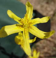 Image of yelow tulip