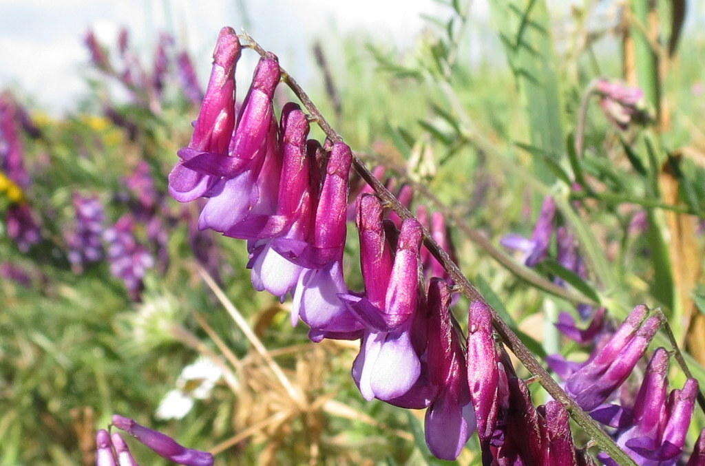 Plancia ëd Vicia eriocarpa