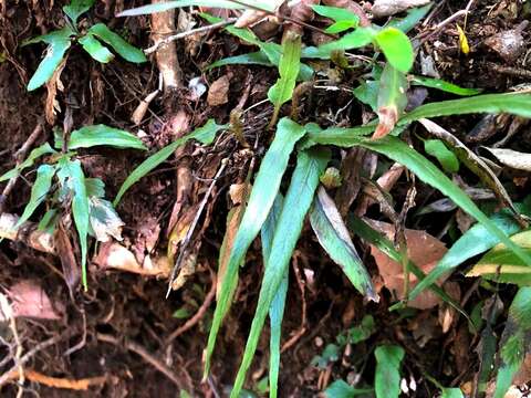 Image of Asplenium attenuatum R. Br.