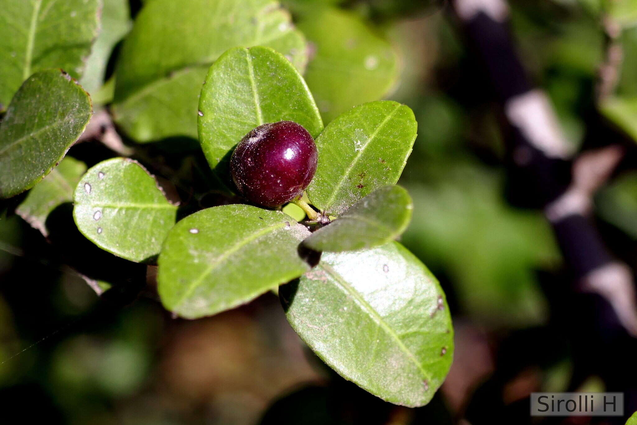 صورة Scutia buxifolia Reiss.