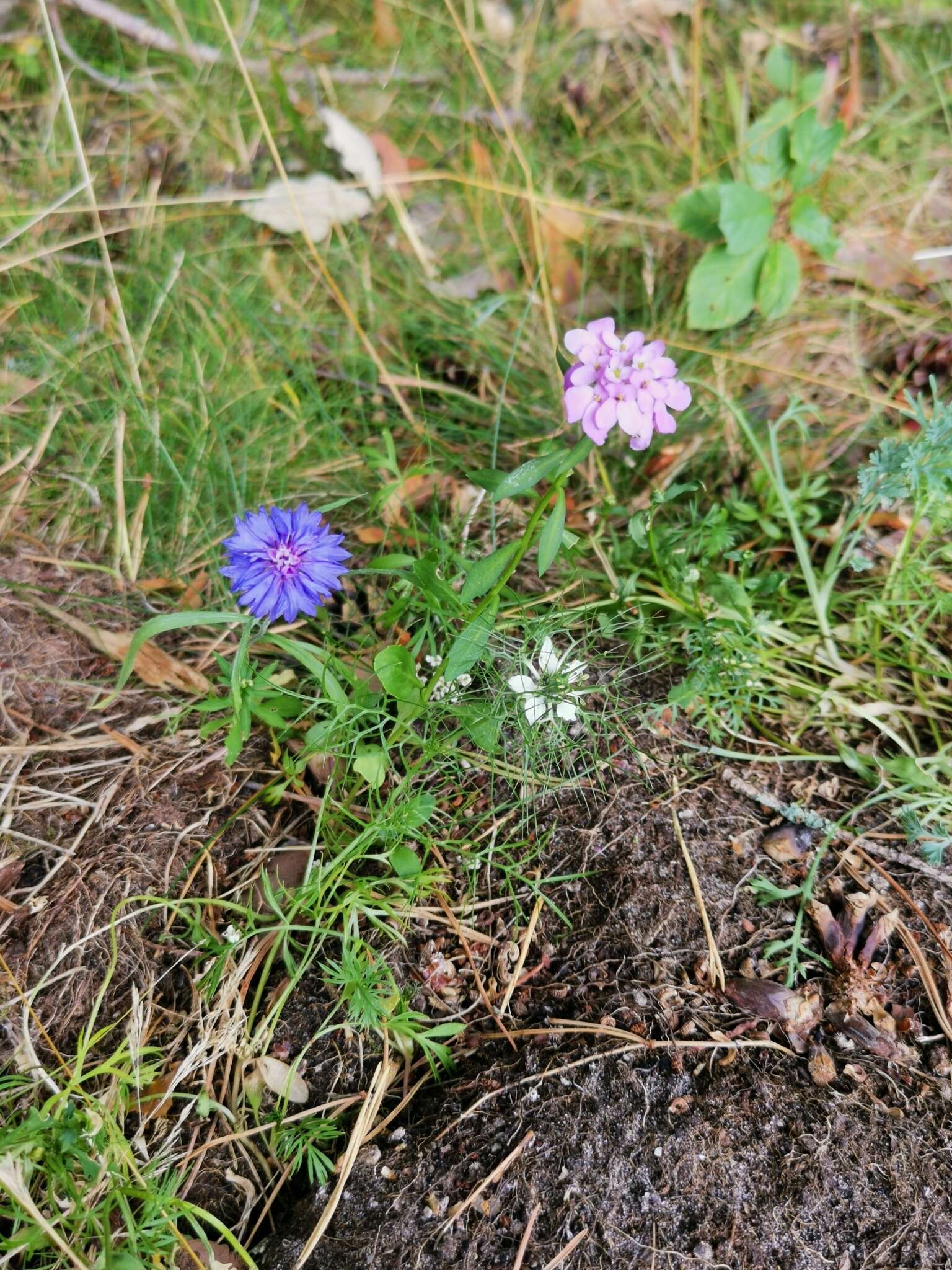 Image of globe candytuft