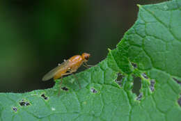 Image of Psila fimetaria (Linnaeus 1761)