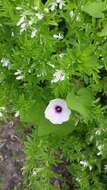 Image of Red-Center Morning-Glory