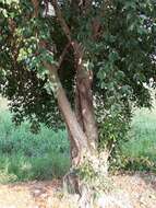 Image de Ficus benjamina L.