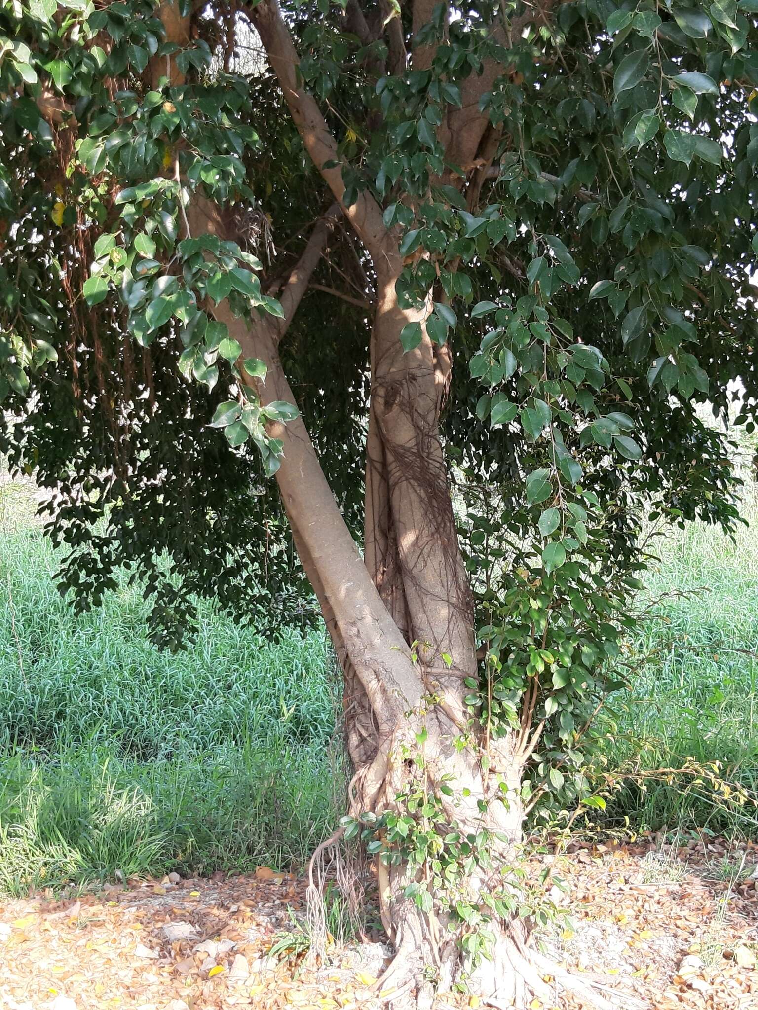 Image de Ficus benjamina L.