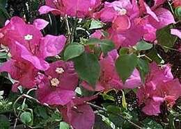 Слика од Bougainvillea buttiana Holttum & Standl.