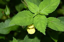 Impatiens davidii Franchet resmi