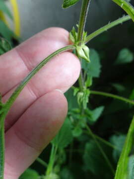 Image of Urtica dioica subsp. pubescens (Ledeb.) Domin