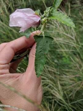 Image of spearleaf swampmallow