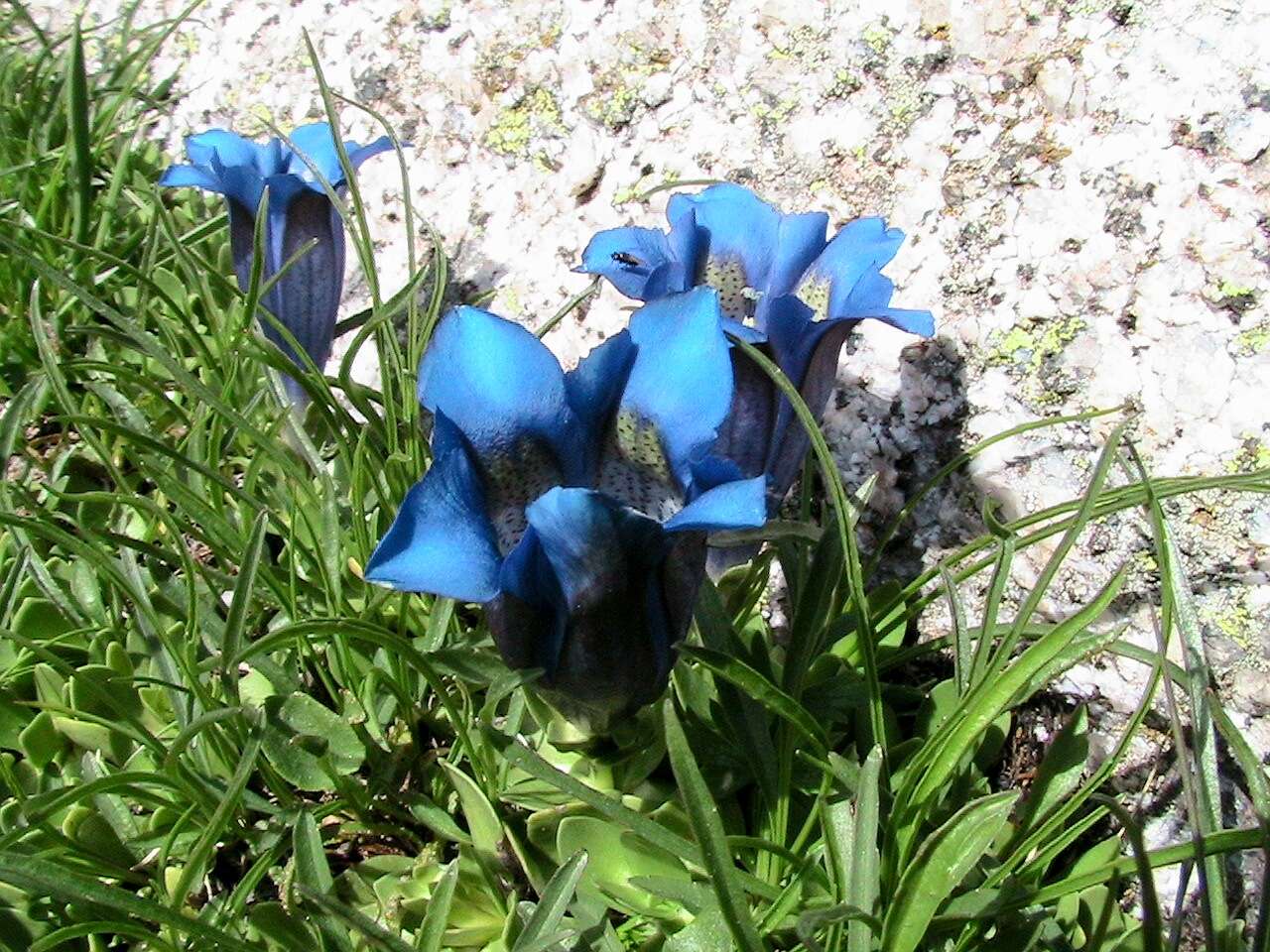 Image of Stemless Gentian