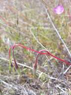 Imagem de Clarkia gracilis subsp. tracyi (Jeps.) Abdel-Hameed & Snow