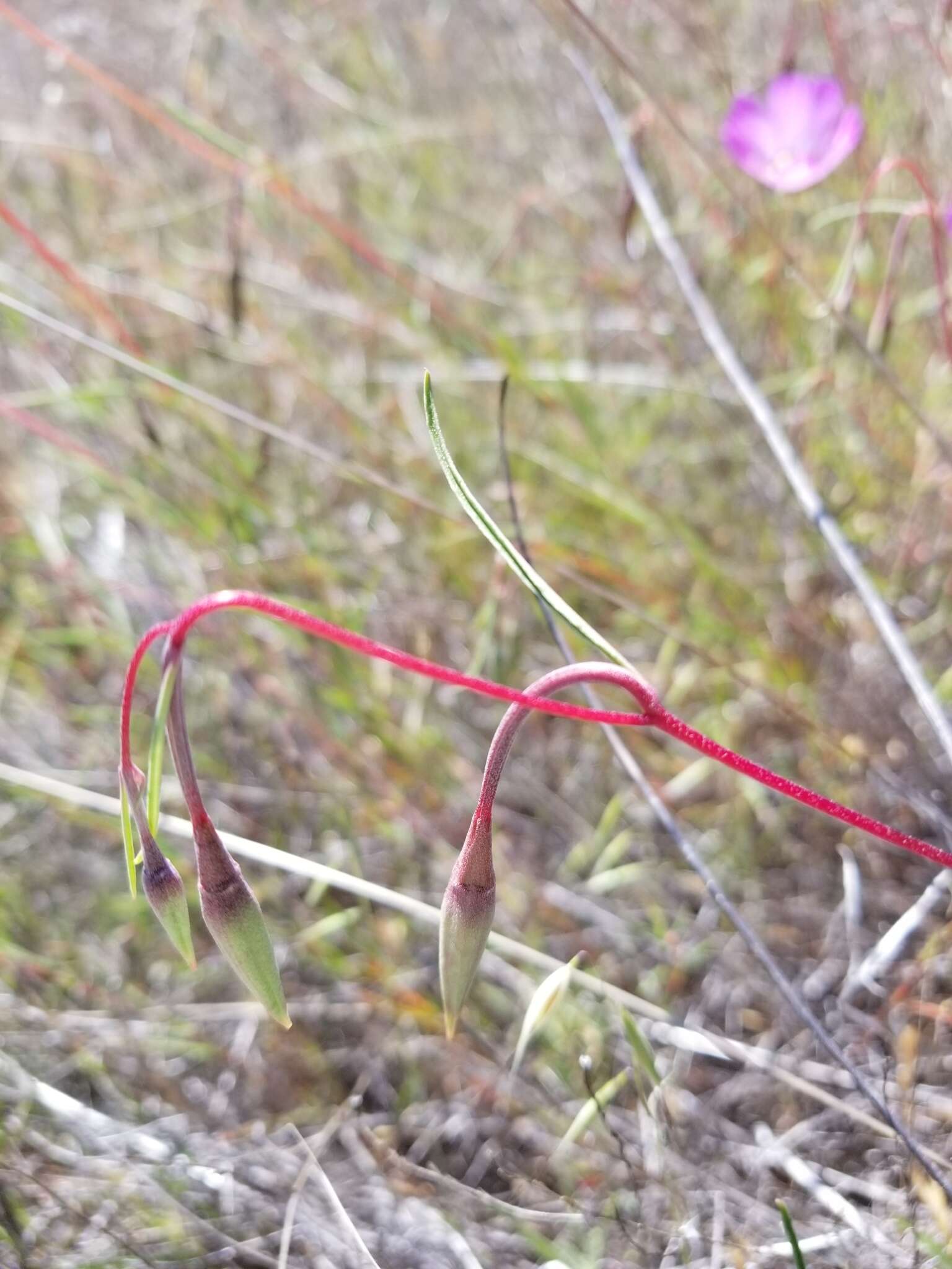 Image of Tracy's clarkia