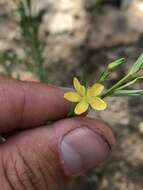 Image of New Mexico yellow flax