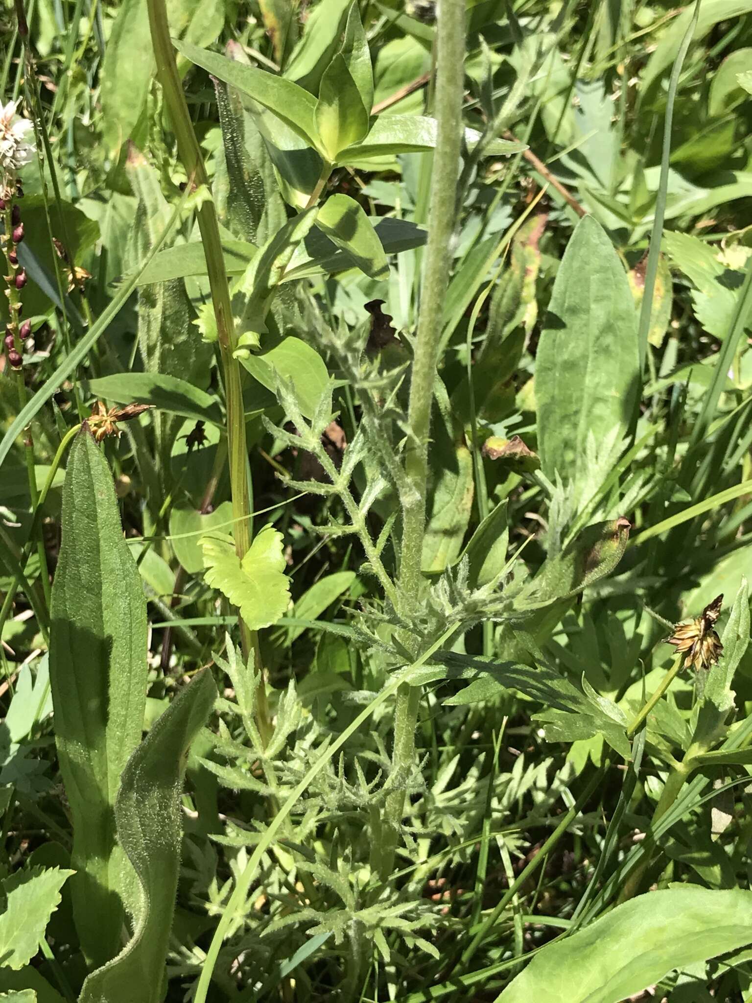 Image of Artemisia arctica