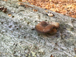 Image of Lentinus brumalis (Pers.) Zmitr. 2010