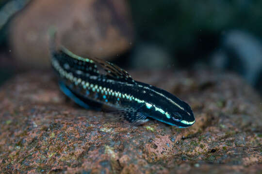 Image of Stiphodon elegans (Steindachner 1879)