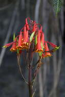 Image of Tasmanian Christmas Bell