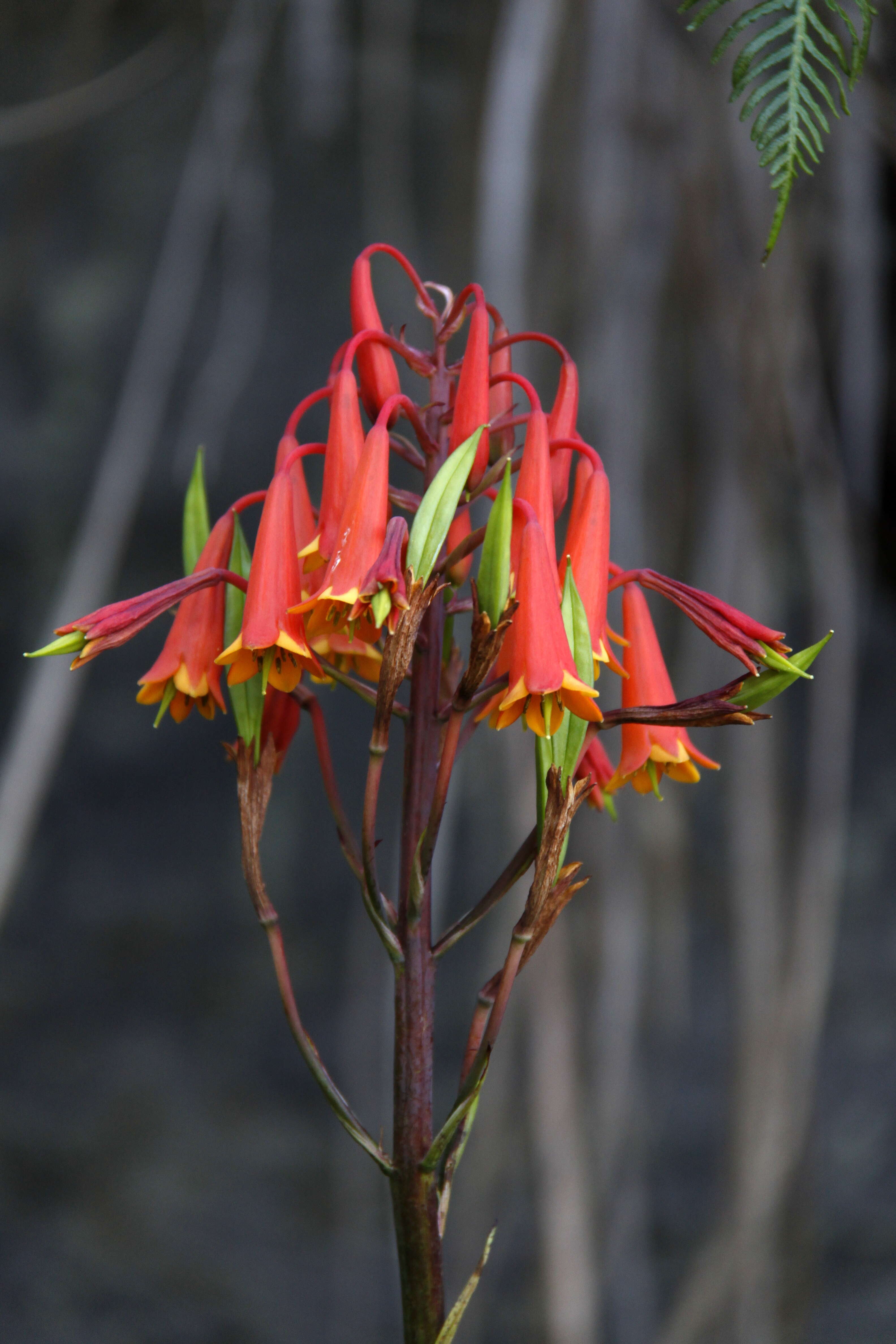 Image of Tasmanian Christmas Bell