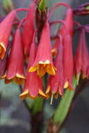 Image of Tasmanian Christmas Bell