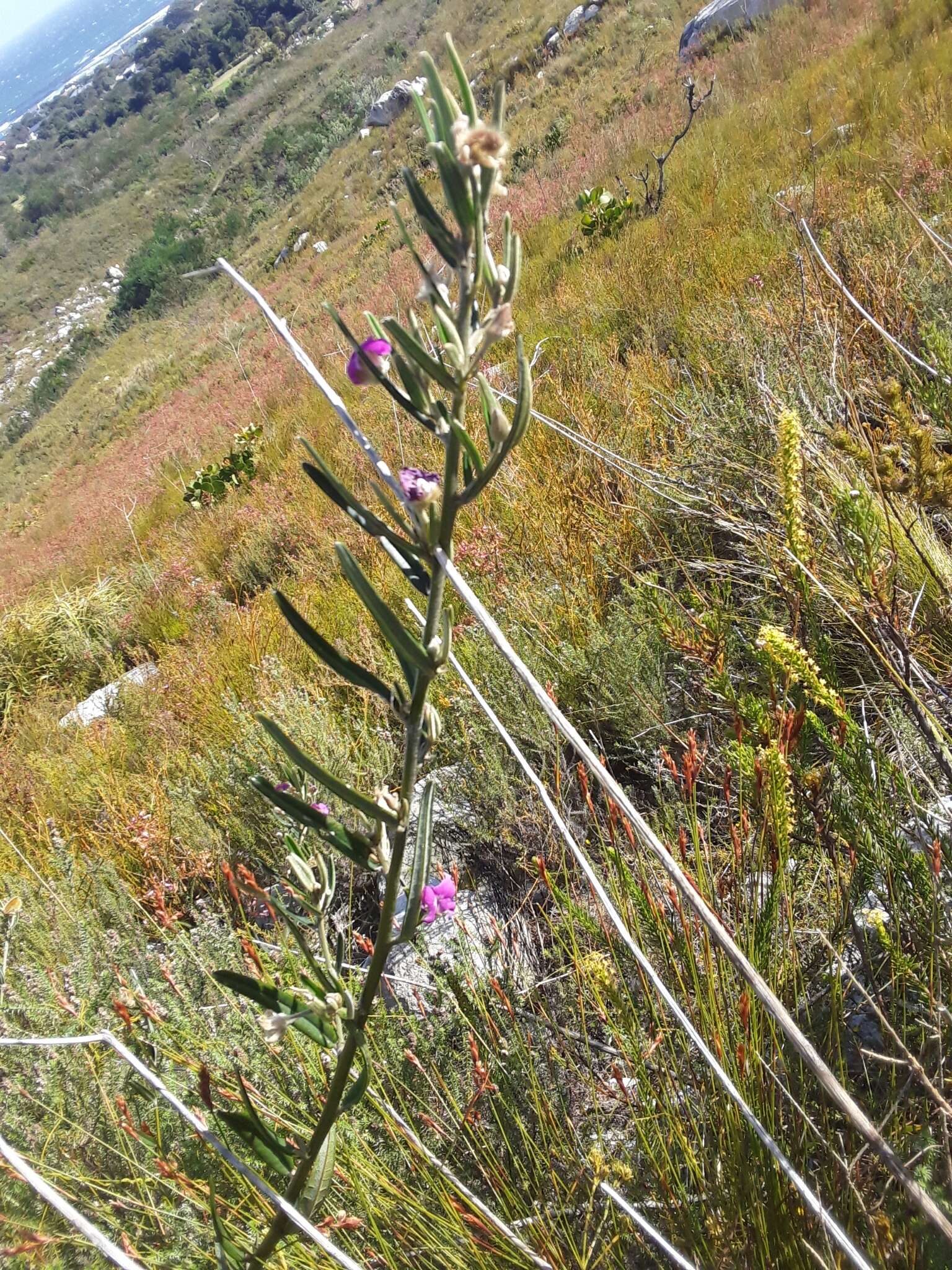 Imagem de <i>Podalyria oleifolia</i>