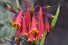 Image of Tasmanian Christmas Bell