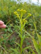 Image of Riddell's Goldenrod