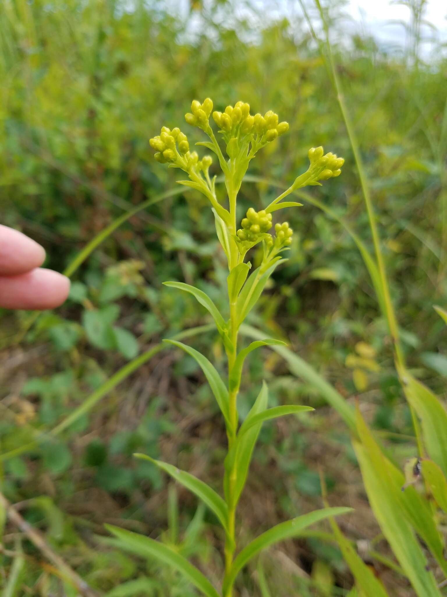 Image of Riddell's Goldenrod