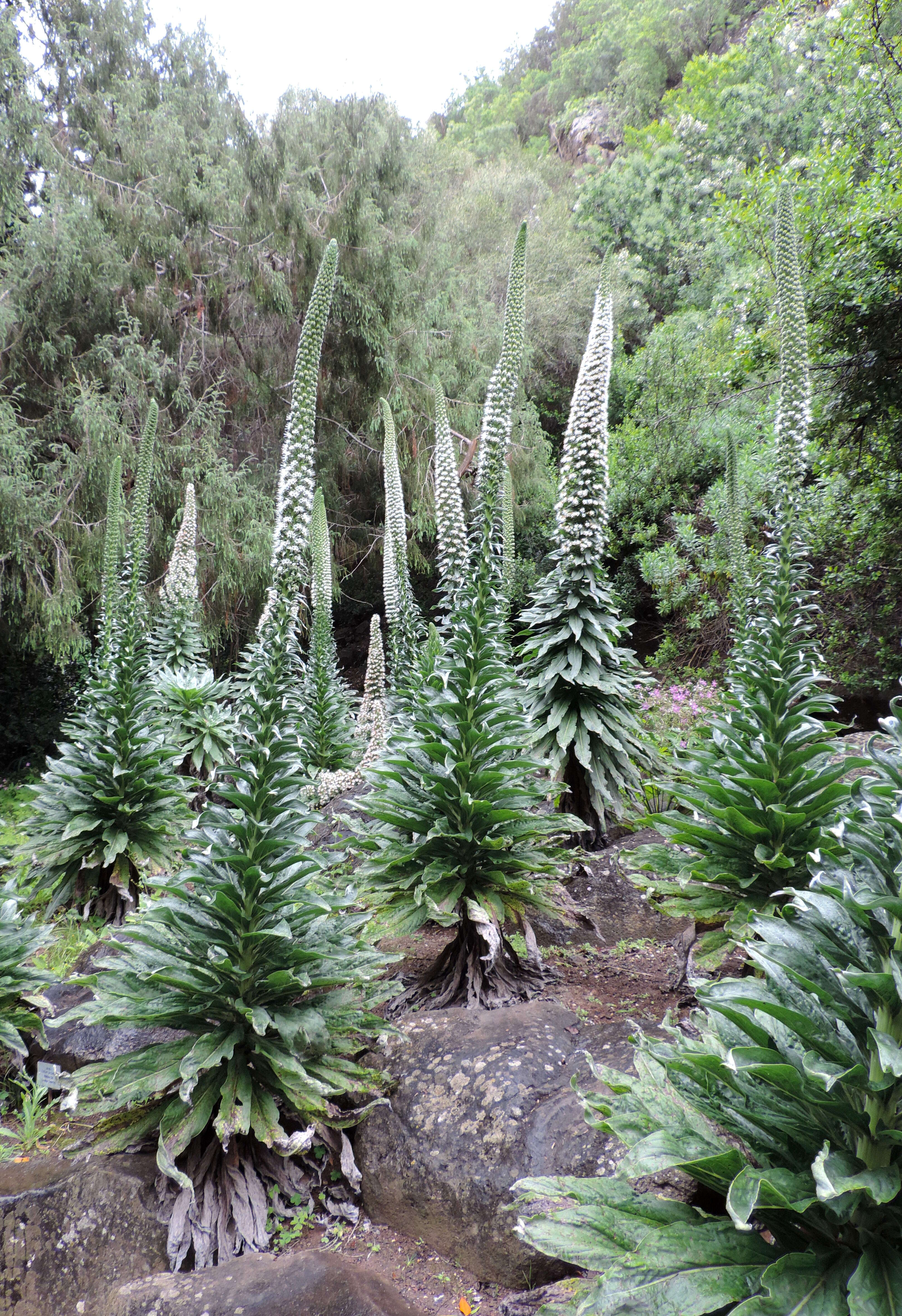 Слика од Echium simplex DC.