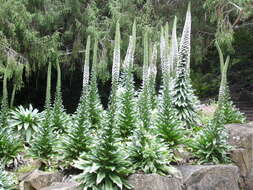 Image of Echium simplex DC.