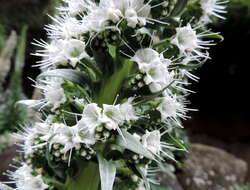 Слика од Echium simplex DC.