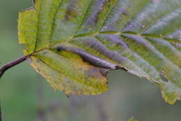 Phyllonorycter tenerella (de Joannis 1915)的圖片