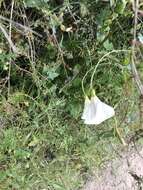 Image of island false bindweed