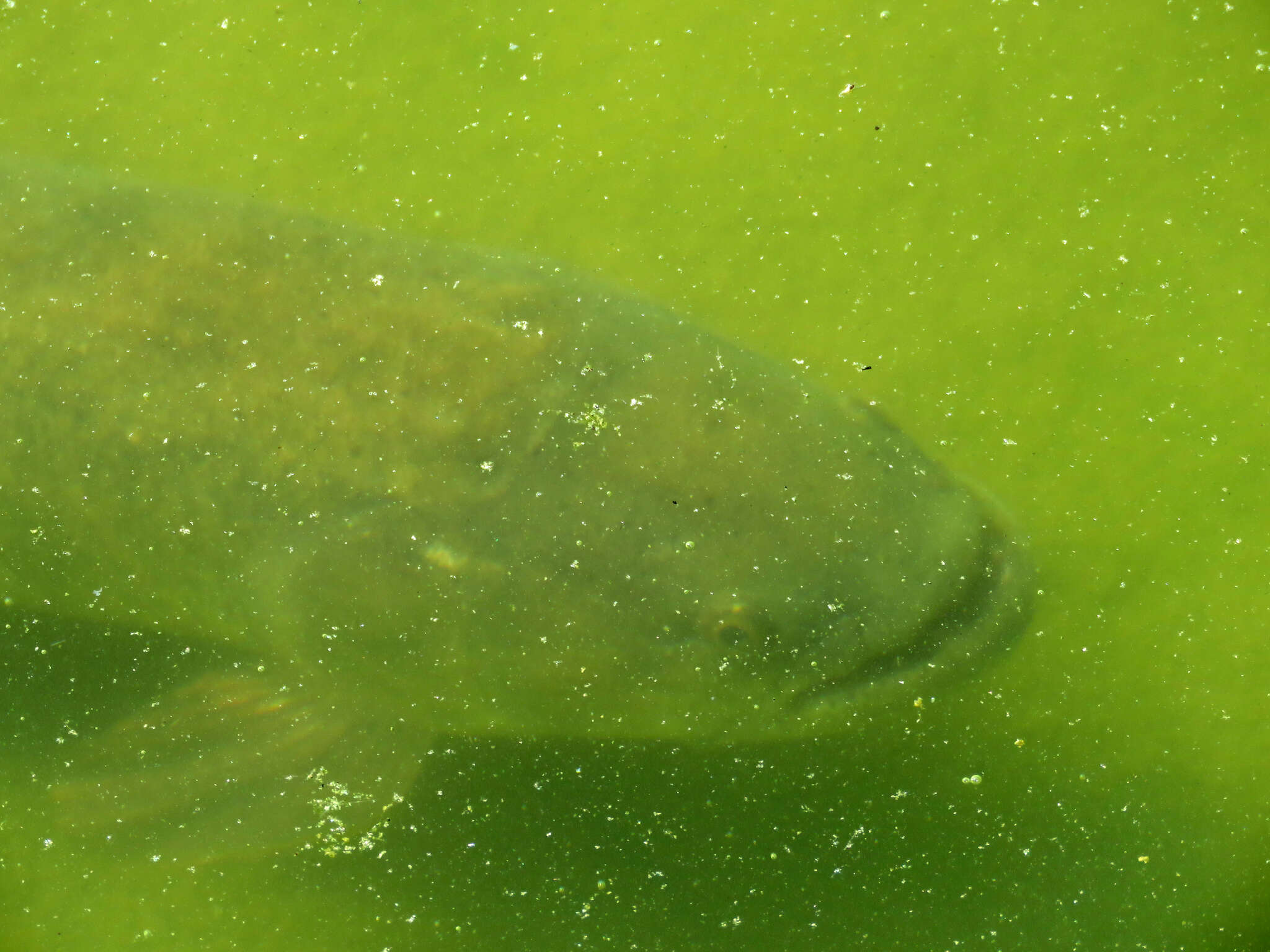 Plancia ëd Hoplias argentinensis