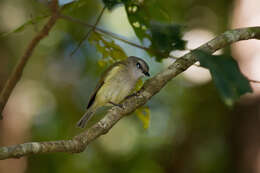 Слика од Pachycephala simplex Gould 1843