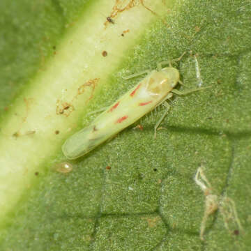 Image of Blackberry Leafhopper